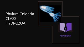 Class Hydrozoa  Classification of Phylum Cnidaria [upl. by Kcod184]