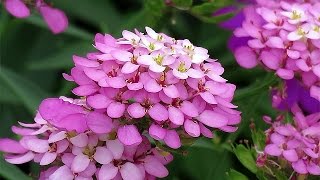 Iberis Umbellata Globe Candytuft Flowers [upl. by Lorre]