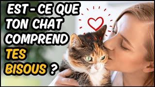 Quand Tu Fais DES BISOUS et DES CÂLINS à Ton Chat 👉 Estce quil COMPREND [upl. by Yrolg]