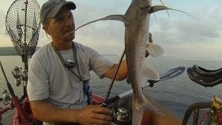 Gafftopsail Catfish [upl. by Zirkle]