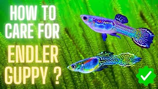 Endler Guppy Care  How to Care for Endler Guppy A Complete Guide for Beginners [upl. by Lipinski142]