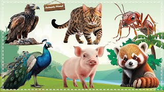 Funny and Adorable Animals Videos Falcon Cat Ant Peacock Pig Raccoon [upl. by Sanalda327]