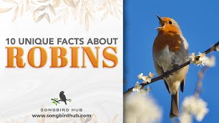 10 Unique Facts About Robins [upl. by Vivica]