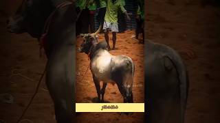 அழகன்😍💥 jallikattu jallikattukalai shortvideo viralvideo manjuvirattu trending shorts short [upl. by Enirahtak]