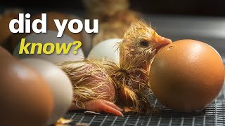 What Homesteaders Arent Telling You Incubating and Hatching Chicken Eggs [upl. by Zul]