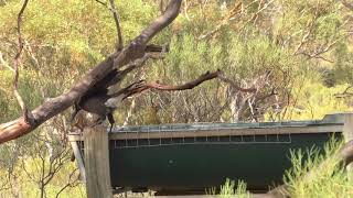 Birds at Gluepot Reserve [upl. by Ahsinert]