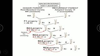 Backcross Method  Difference between Transfer of recessive gene and dominant gene  understanding [upl. by Mulford]