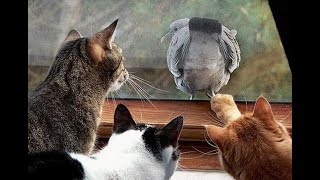 🐈 Ты нам ещё попадёшься 🐕 Смешное видео с котами и котятами 🐱 [upl. by Ainala712]