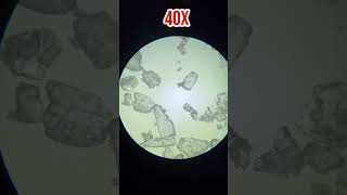 Sal no microscópio 🤯 microscopio microscope sal curiosidades macrovideo [upl. by Anselma]