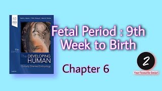 Fetal Period  9th Week to Birth  Chapter 6  Embryology  KLM [upl. by Yniffit]