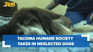 Without an animal shelter in Mason County Tacoma Humane Society takes in neglected dogs [upl. by Sidky110]