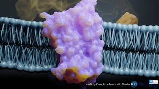 Structural basis of odorant recognition by a human odorant receptor [upl. by Ronda]