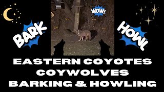 Eastern Coyote  Coywolf Barking and Howling  Bellingham Massachusetts Backyard [upl. by Anwahsak342]