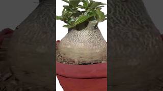 Secrets of Adenium Bonsai Massive Caudex shorts  dotbasecamp [upl. by Coffin]