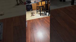 Sunny with his new toy cat viralvideo viraltoys catvlog catshorts [upl. by Alleuqcaj]