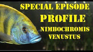 Nibochromis Venustus Species Profile a Tank Talk Special episode [upl. by Llerdnad]