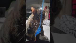 My cat and a blue sticky hand cute playful cats [upl. by Lebasy]