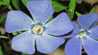 Gardening Tips  How to Grow Vinca Minor [upl. by Aeneg]