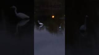 Two Egrets Fishing 101924 [upl. by Louis]