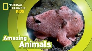 Frogfish  Amazing Animals [upl. by Eibo482]