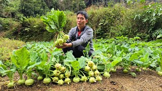 Harvesting Kohlrabi At The Farm Goes to market sell  Gardening  Solo Survival [upl. by Ahsinelg]