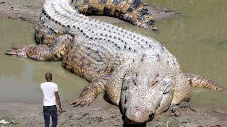 10 Largest Reptiles in the World Crocodiles and Turtles [upl. by Alle]