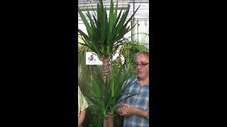 Conseil jardinage yucca elephantipes Entretien et arrosage Plante dintérieur shortsyoutube [upl. by Llenrev527]