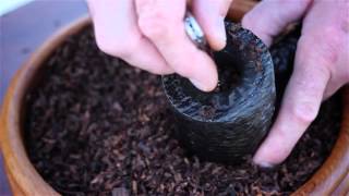 Mr Brog Lumberjack Pipe  Product Video [upl. by Anurb281]