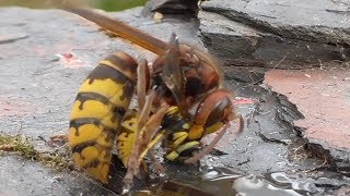 Hornet kills wasps Vespula germanica Hornisse killt Wespen [upl. by Animar794]