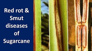 How to manage Red rot amp Smut diseases of Sugarcane Saccharum spp [upl. by Benson]