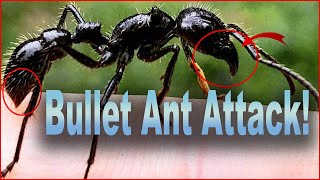 The Bullet Ant The Most Painful Insect Sting in the World  The Amazons Lethal Predator [upl. by Modesta379]