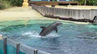 Seaworld Orlando Dolphin Show November 2023 [upl. by Yvor]