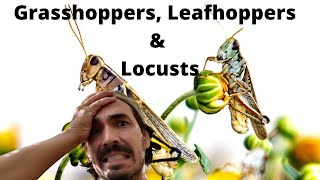 Leafhoppers Grasshoppers amp Locusts [upl. by Michal]