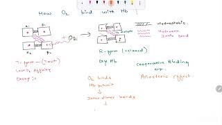 Hemoglobin  Structure  Types  Hemoglobinopathies  HbA HbFHbS HbD HbE  T and R form of Hb [upl. by Matilde397]