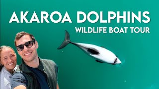 New Zealand VLOG  Finding the Worlds Smallest Dolphin  Akaroa Dolphins Boat Cruise [upl. by Verney597]