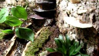 Dart Frog Viv Waterfall Test [upl. by Nodyroc912]