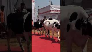 MDFA Competition Maharashtra punjabisong hfcow dairyfarm milkingcompetition mdfa shortvideo [upl. by Anirb]