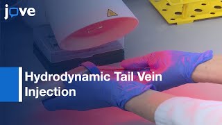 Hydrodynamic Tail Vein Injection to Genetically Modify Hepatocytes  Protocol Preview [upl. by Appleton]