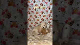 Puppy Spotlight for Honey the poochon  cutepuppy familydog onlinepuppystore puppyvideos [upl. by Cyndie]