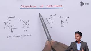 Structure of Cellobiose  Biomolecules  Chemistry Class 12 [upl. by Leba]