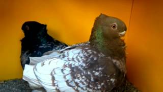 حمام الزينةحمامة بلوندنيت توربيد فراشة كاكي وأسود Blondinette pigeon [upl. by Keever825]