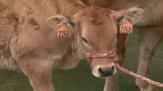 La vache Parthenaise au Salon de lagriculture [upl. by Ashely]