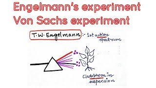 Engelmanns experiment using cladophora and aerobic bacteria in photosynthesis [upl. by Swigart276]