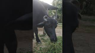 viralshorts banni buffalofarm PritamsankhlaRajput priyankadinuvlogs4789 farmingyogi [upl. by Ecirtnahs]