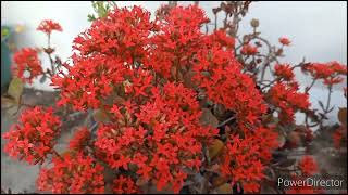 Desi Kalanchoe best care to get maximum flowers [upl. by Safier]