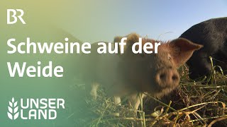 Die Sau rauslassen Schweine auf der Weide  Unser Land  BR Fernsehen [upl. by Sarid]