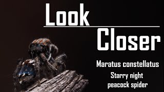 Field Trip  Starry night peacock spider Maratus constellatus [upl. by Larrad]