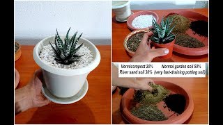 How to repot Zebra plant Haworthia [upl. by Fogel]