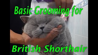 Basic grooming for British Shorthair [upl. by Latouche]