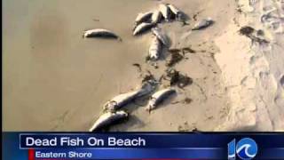 Menhaden on beach  11 pm [upl. by Laina]